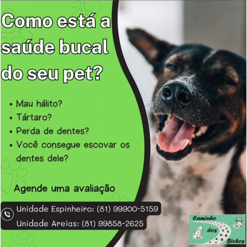 Pet feliz 4