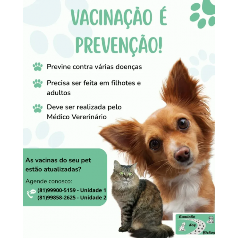 Pet feliz 5